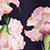 Midnight Blossom
