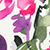 Fuchsia Florals Fuchsia Florals